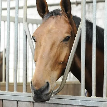 Vendégház Reitanlage Plath Timmendorf